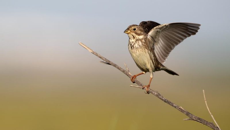 Grauammer mit ausgebreiteten Flügeln