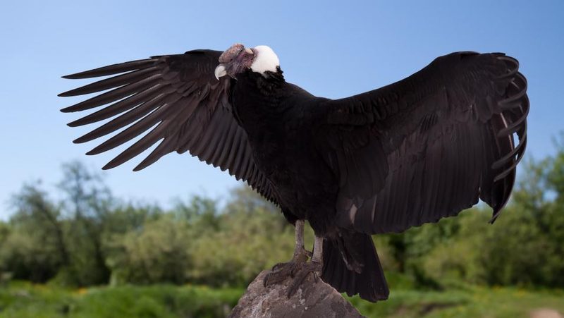 Andenkondor breitet Flügel aus