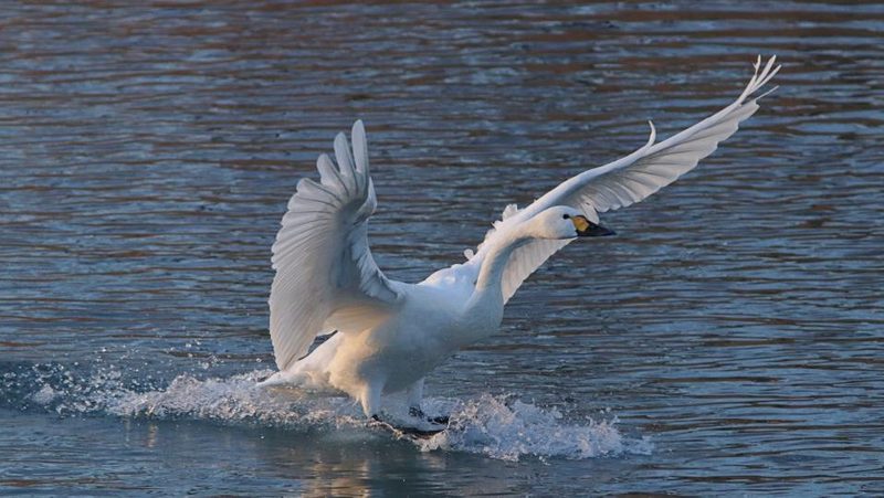 Zwergschwan setzt zur Landung an