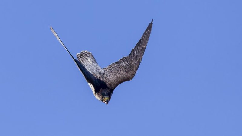 Wanderfalke im Sturzflug