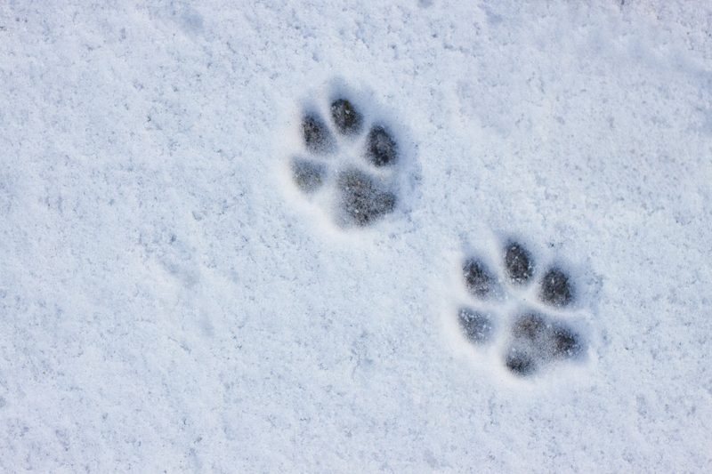 Das Spurenlesen gibt Einblick in die verborgene Welt der Tiere