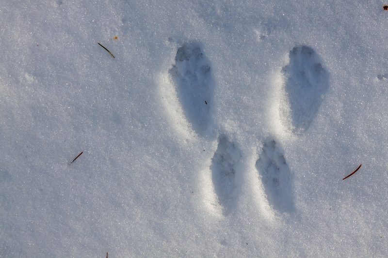 Das Spurenlesen gibt Einblick in die verborgene Welt der Tiere