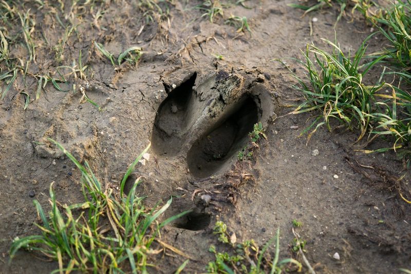 Das Spurenlesen gibt Einblick in die verborgene Welt der Tiere