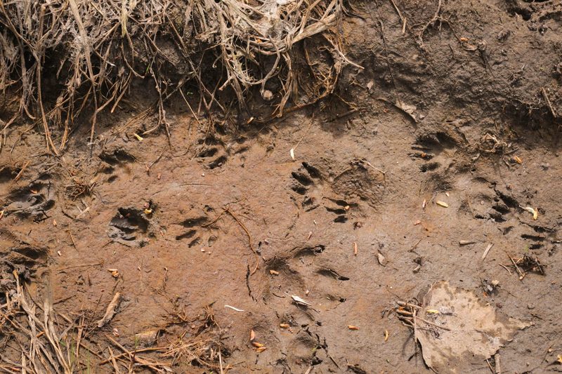 Das Spurenlesen gibt Einblick in die verborgene Welt der Tiere
