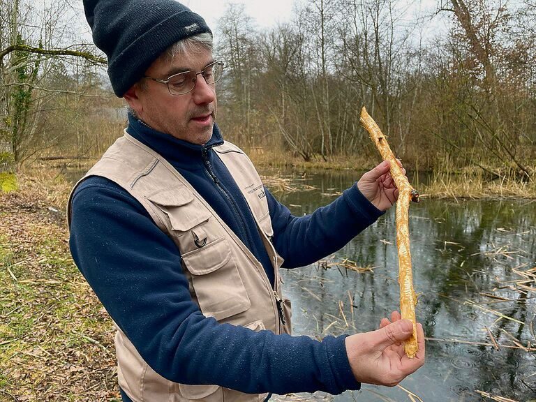 Nicolas Dussex hält einen Ast, dessen Rinde gründlich vom Biber abgenagt wurde und diesem im Winter als Nahrung dient.