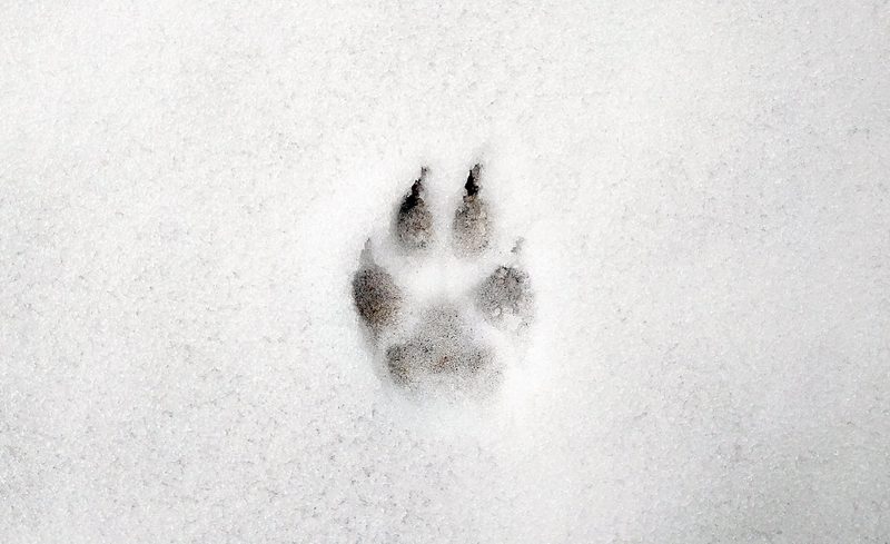 Das Spurenlesen gibt Einblick in die verborgene Welt der Tiere