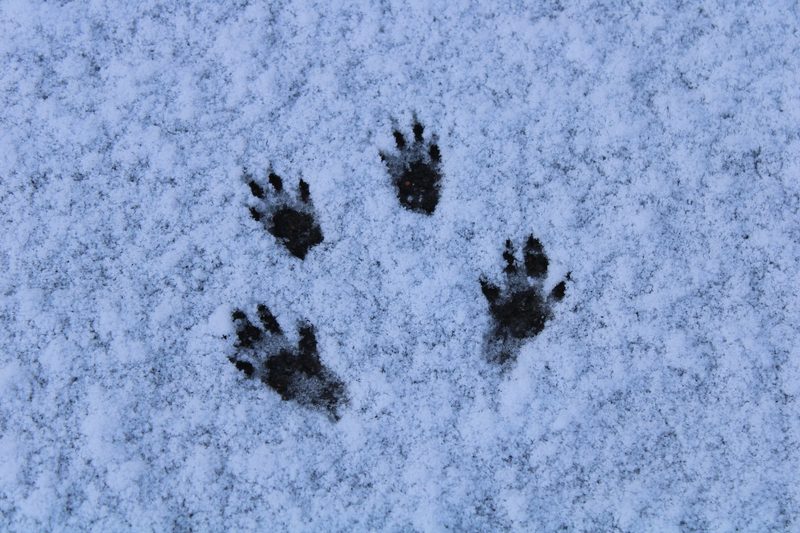 Das Spurenlesen gibt Einblick in die verborgene Welt der Tiere