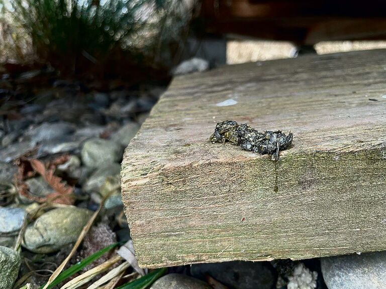 Otterkacke