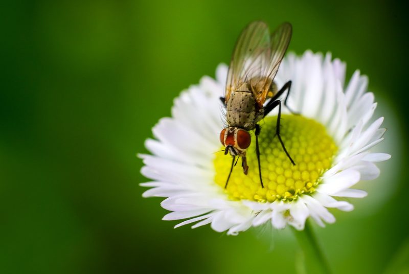 Wespen, Käfer und Fliegen: Die unterschätzten Bestäuber unserer Pflanzen