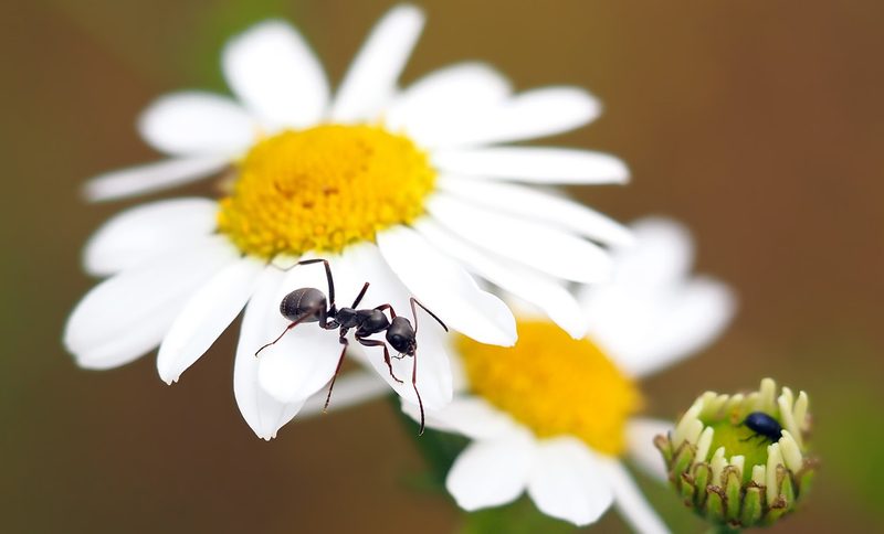 Wespen, Käfer und Fliegen: Die unterschätzten Bestäuber unserer Pflanzen