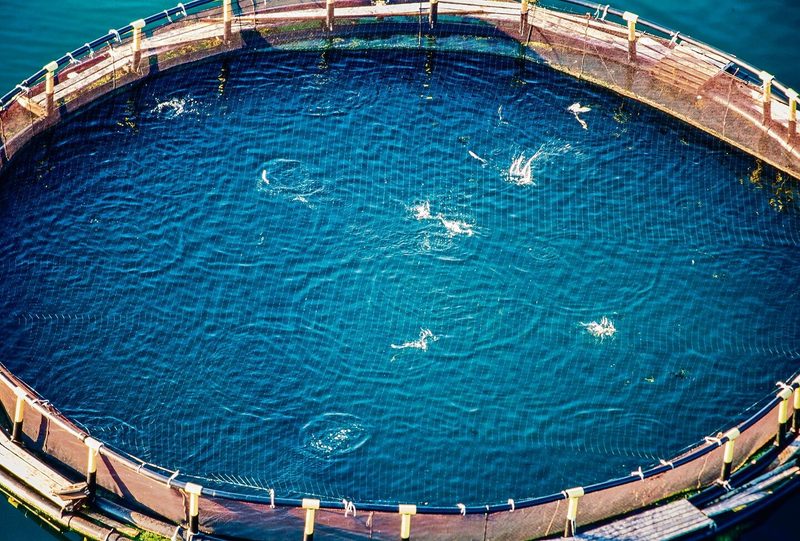 Wegen der hohen Fisch-Dichte ziehen sich Lachse in Becken oft Verletzungen zu.