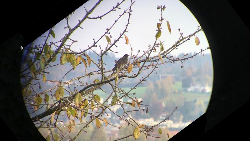 Amsel Digiskopie