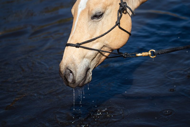 Badespass mit dem Pferd