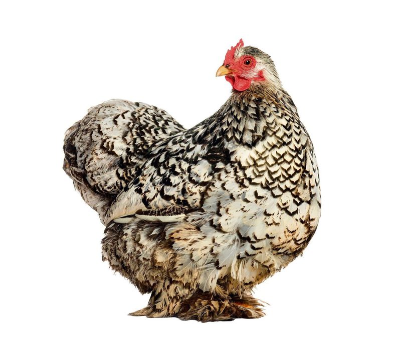 Rassenhuhn