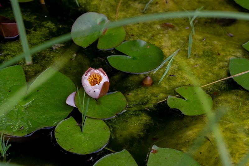 Dino Zehnder: Lebendiger Garten