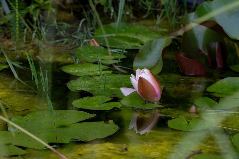 Dino Zehnder: Lebendiger Garten