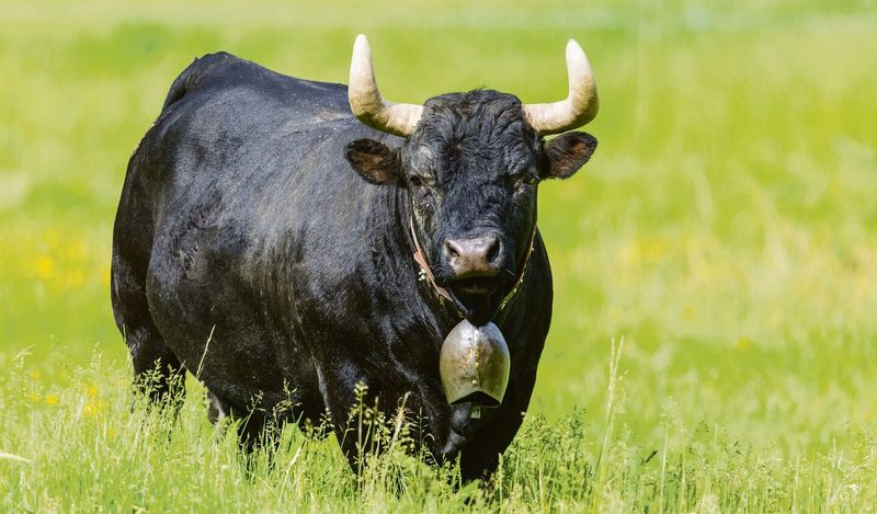 Die Kuh – Mythos und Nutztier der Schweiz