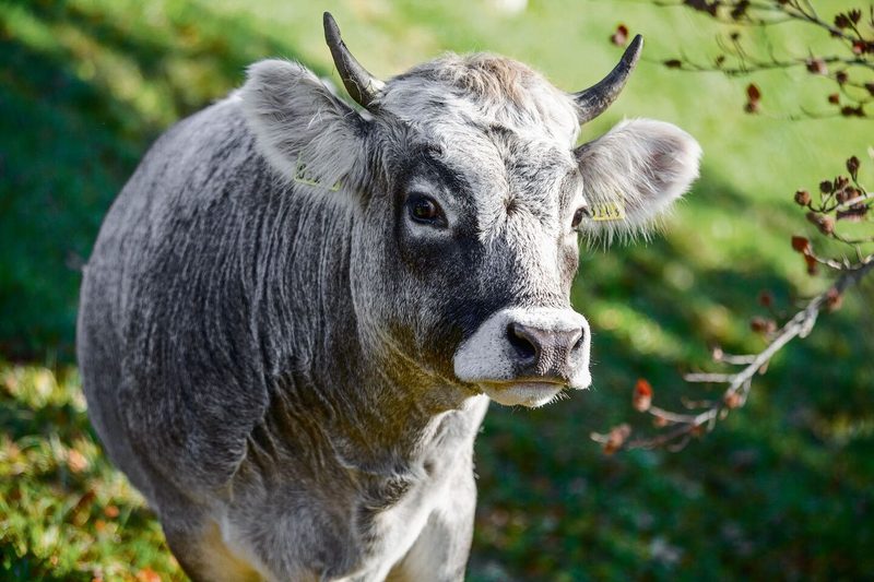 Das Rätische Grauvieh ist eine bedrohteNutztierrasse.