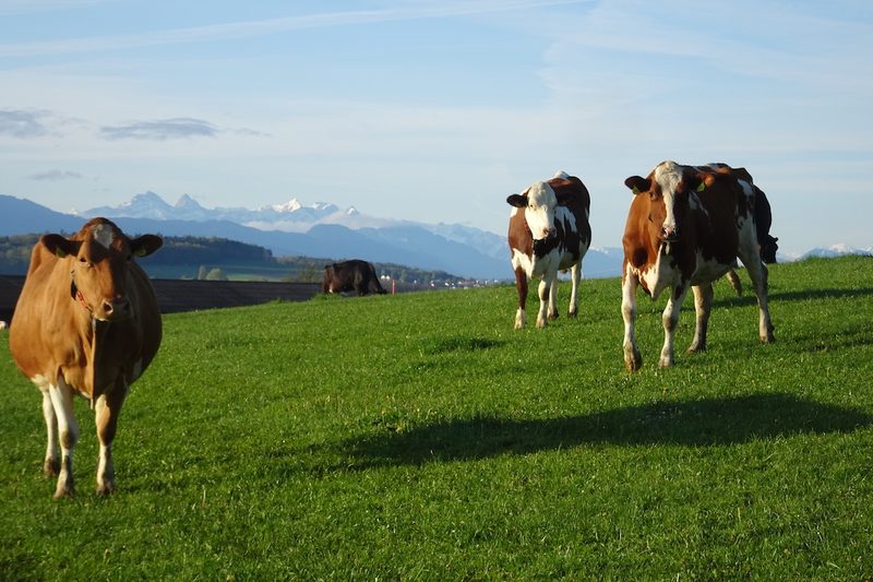Die Kuh – Mythos und Nutztier der Schweiz
