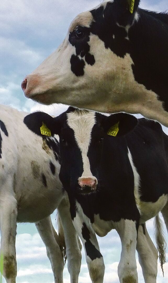 Diese Holsteiner Kälber werden einmal zu guten Milchkühen.