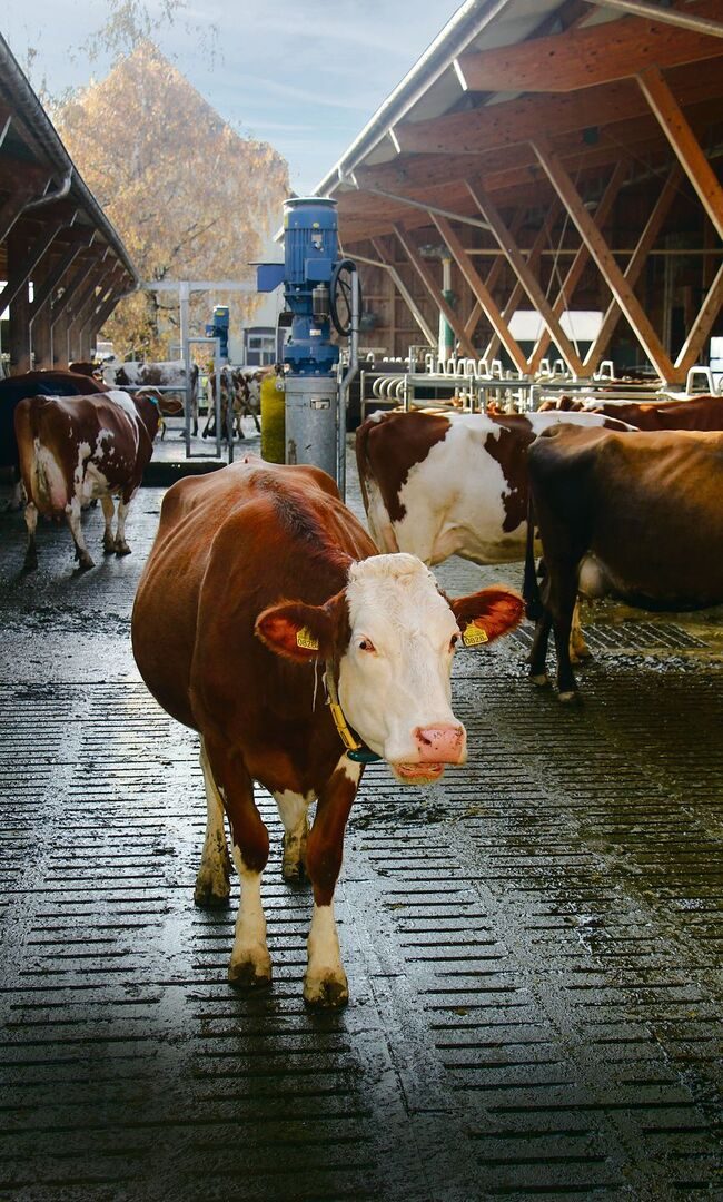 Die Liegeplätze sind gedeckt, der Bereich mit Spaltenboden ist oben offen, die Kühe haben eine gute Luftqualität im Stall des Pachtbetriebs beim Inforama Rütti bei Bern.