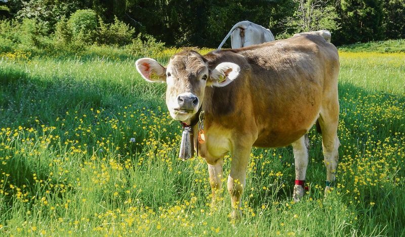 Die Kuh – Mythos und Nutztier der Schweiz
