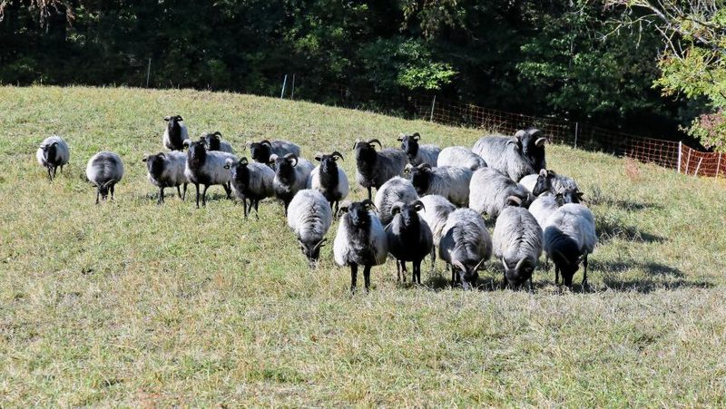 Schafe auf der Weide