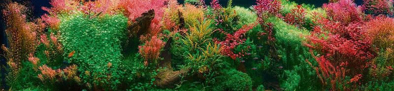 Aquarienpflanzen