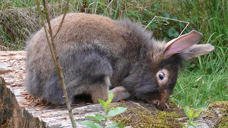 Kaninchen schnuppert an Stein mit Moos