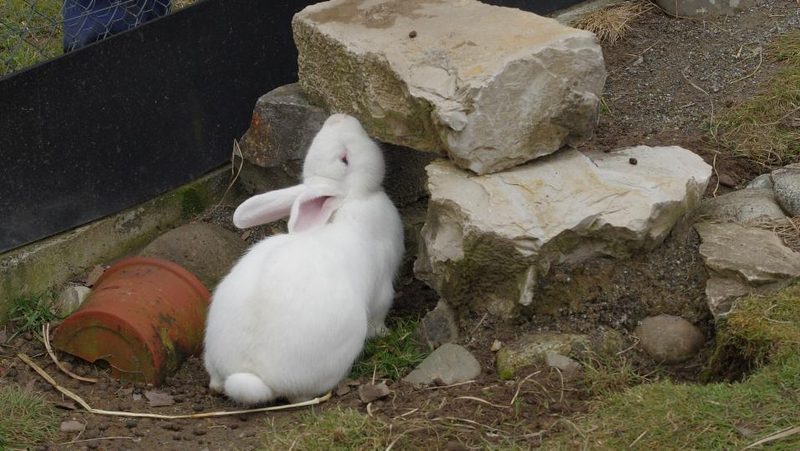 Kaninchen markiert Revier mit Kinndrüse
