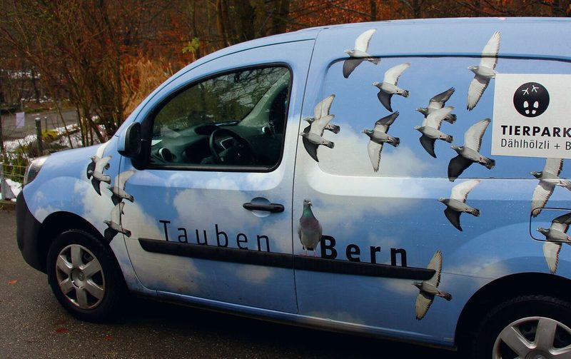 Tauben in Bern werden durch den Tierpark Bern betreut.