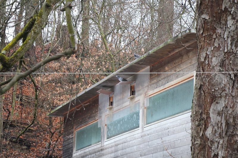 Wie die Berner Stadttauben betreut und kontrolliert werden