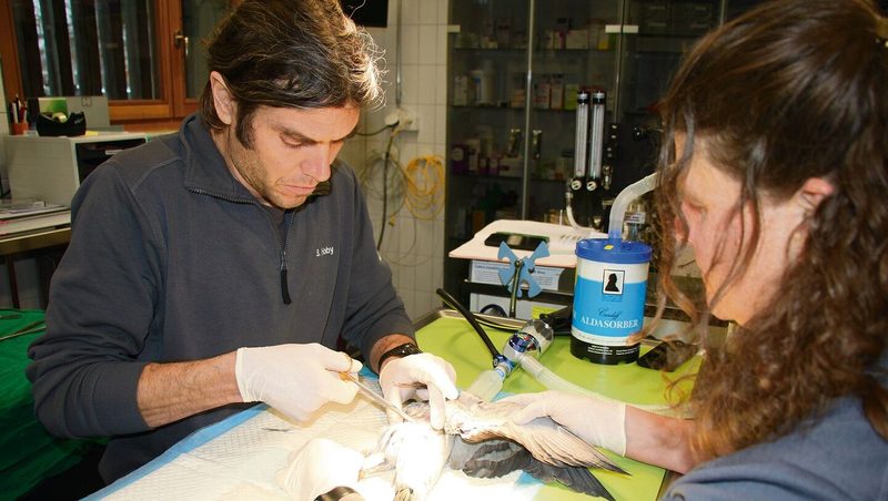 Tauben in Bern werden durch den Tierpark Bern betreut. Dr. Stefan Hoby und Iris Baumgartner sterilisieren einen Täuber (oben). Das Resultat: Gesunde Stadttauben (unten).