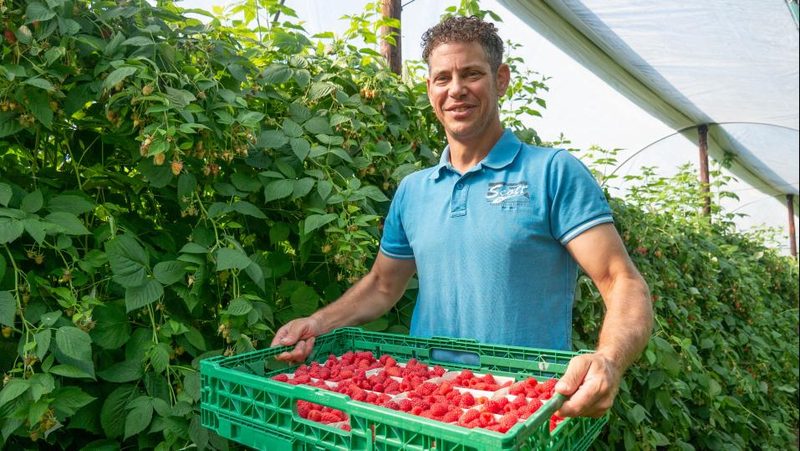 Himbeer-Produzent Adrian Geissmann aus Altwis LU.