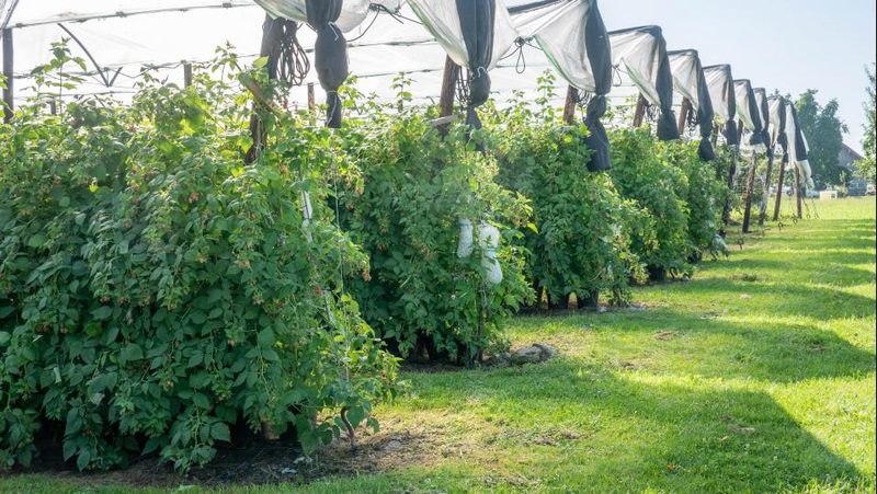 Himbeeren an Long Canes