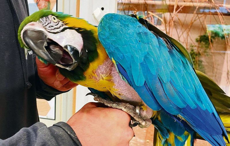 Durch nicht artgerechte Haltung können Vögel wie dieser Ara sich die eigenen Federn ausrupfen.