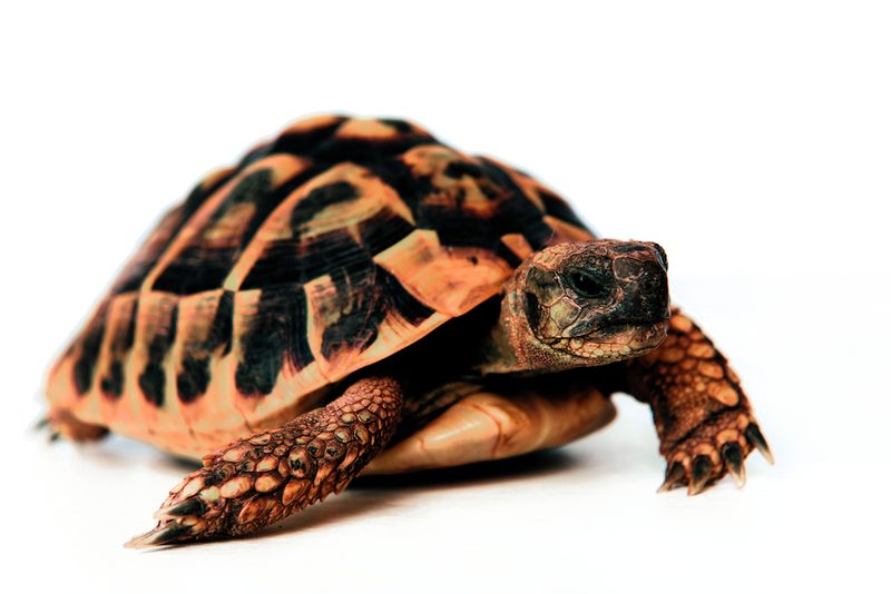 Schildkröte