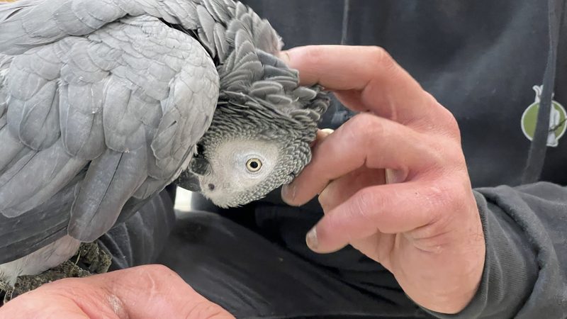 Eine zweite Chance für exotische Haustiere