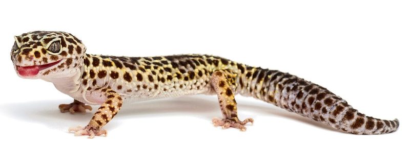 geko