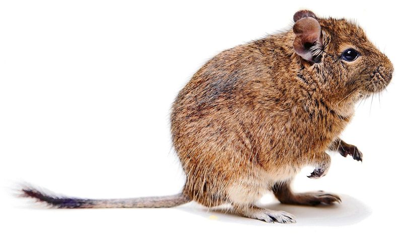 degu