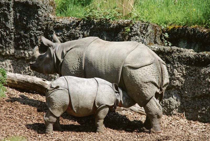 Weicher Boden bei den Panzer-nashörnern im Zoo Basel.