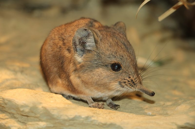 Bodensubstrate in der Tierhaltung