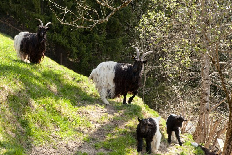 Die Walliser Schwarzhalsziege: Eine der ältesten Hausziegenrassen der Welt