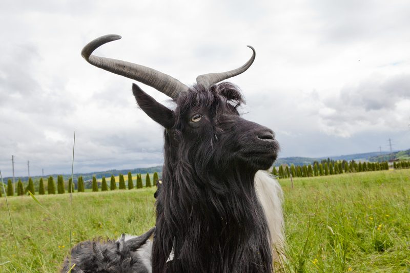 Die Walliser Schwarzhalsziege: Eine der ältesten Hausziegenrassen der Welt