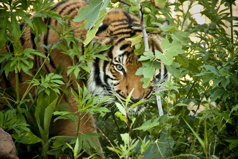 Warum sind Tiger orange?