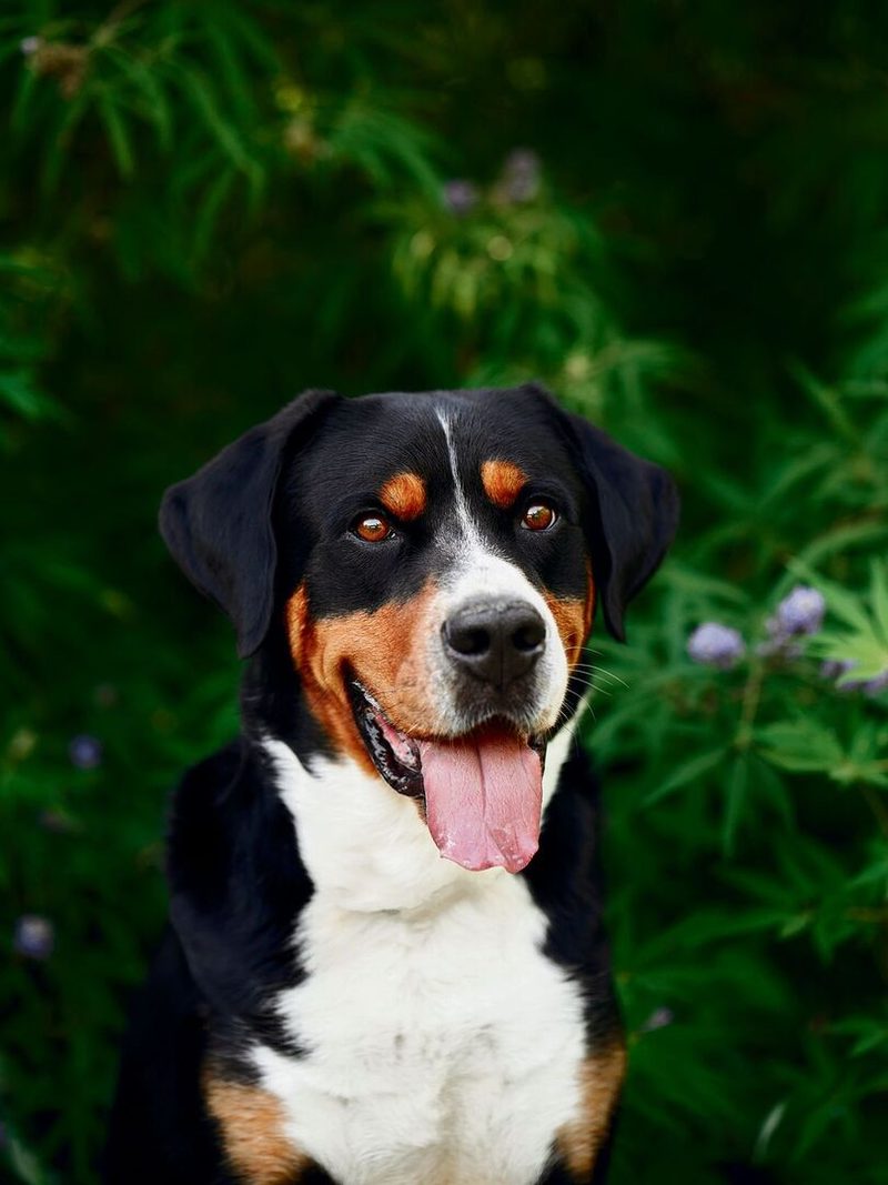 Der Grosse Schweizer Sennenhund ist kurzhaarig. Seine Ursprünge reichen viele Jahrhunderte zurück in der Schweiz.