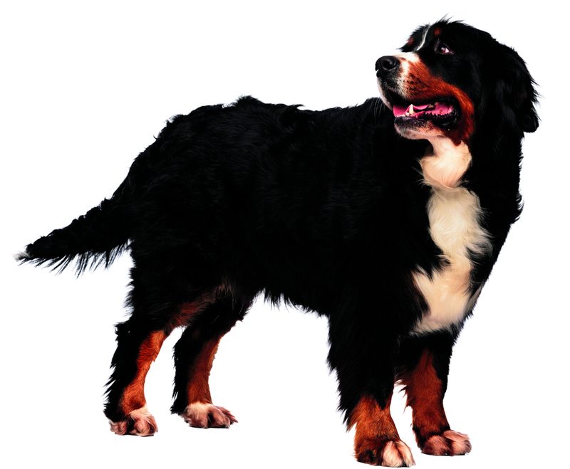 berner sennenhund
