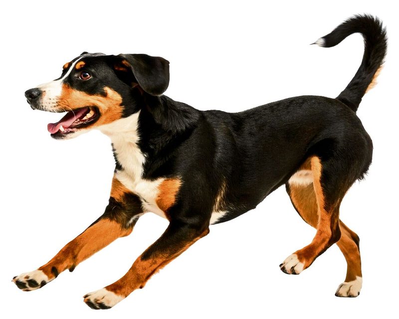 appenzellersennenhund