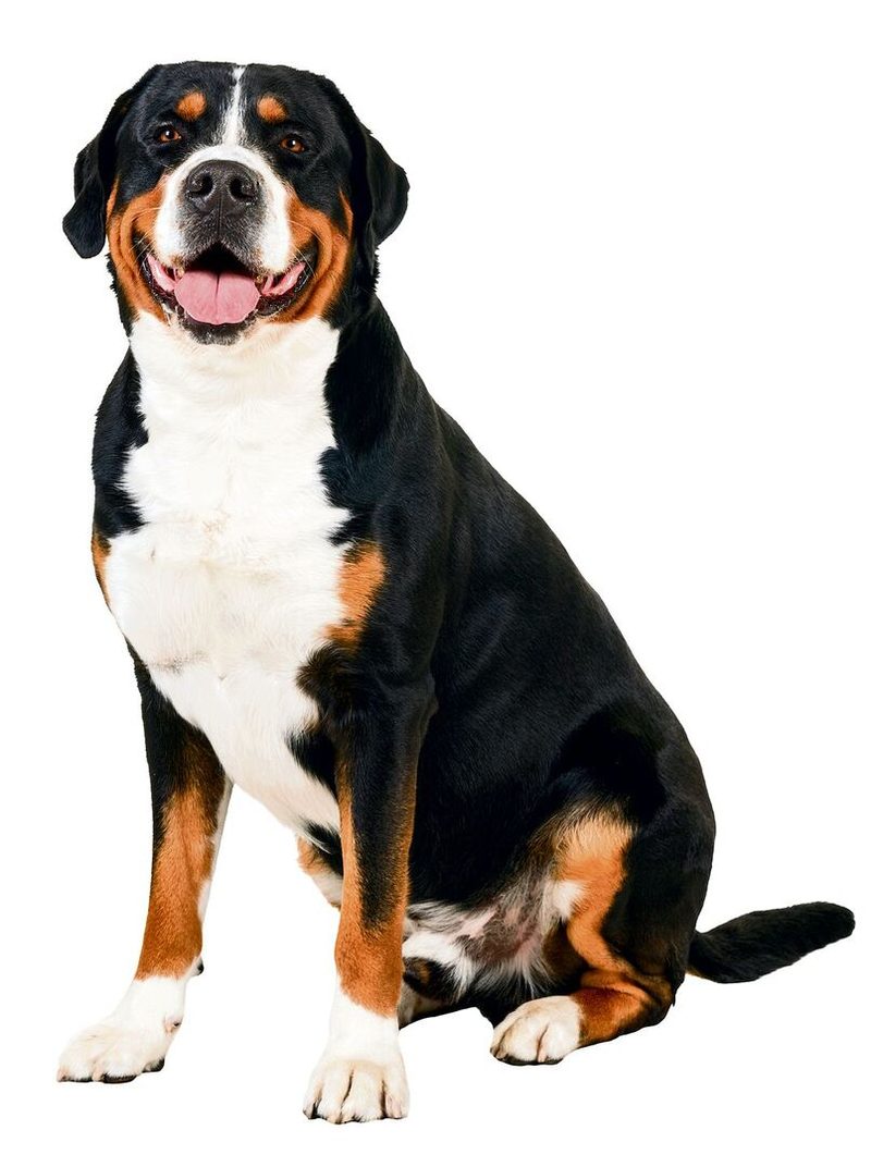 grosse schweizer sennenhund