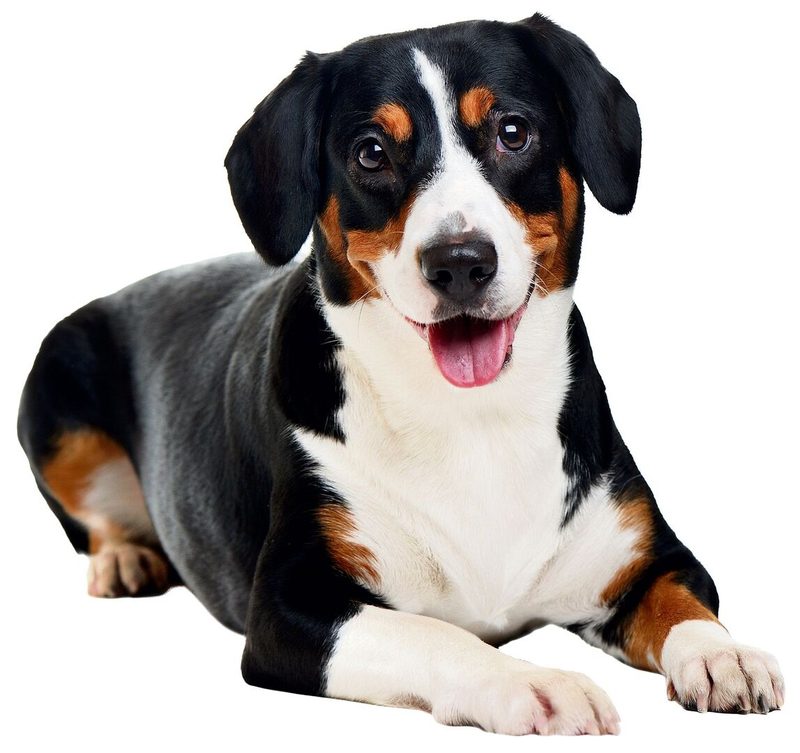 entlenucher sennenhund